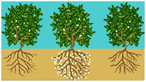 plants with WaterWorks Crystals growing more evenly