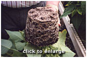 Root growth with WaterWorks