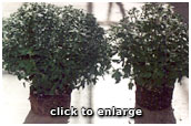 Difference in plants using WaterWorks Crystals