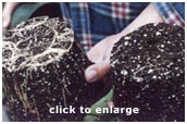Image showing how WaterWorks enhances root growth
