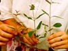 Eucalyptus Seedlings