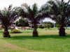 Palm Trees In Malaysia