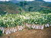 Tea Plants in Indonesia