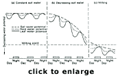 Pressure gradients move water through plant cells