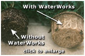 An image showing the increase in plant growth using WaterWorks Crystals